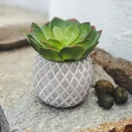 Plants