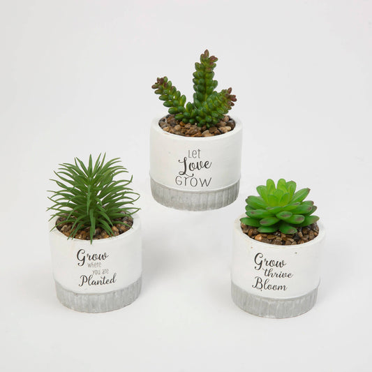 Gerson Company 4.7"H Succulent In Cement Pot,