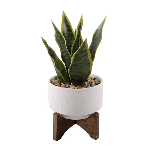 Snake Plant in Constalition Ceramic Pot on Wood Stand
