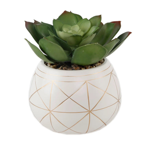 Succulent in 6.5" Gold Geo Hand painted Ceramic Planter