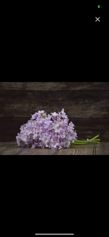 Lavender Lilac Pick 13”