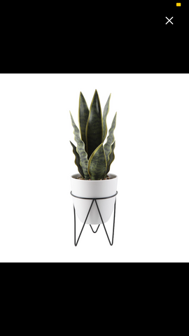 Snake Plant in a Pot w Metal Stand