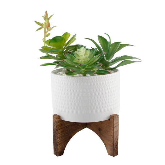 Succulent Mix in 5" White Ceramic Hobnail Planter